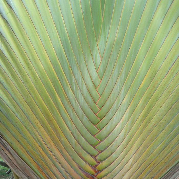 Ravenala (árvore do viajante) (Ravenala madagascariensis)